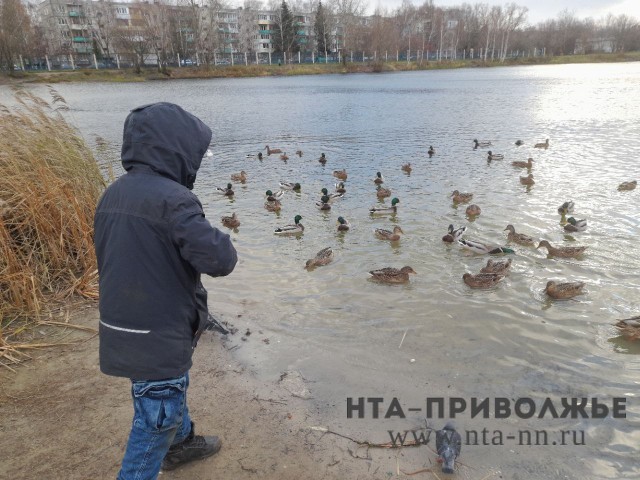 Сезон охоты с подсадной уткой на селезня закрыт в Татарстане