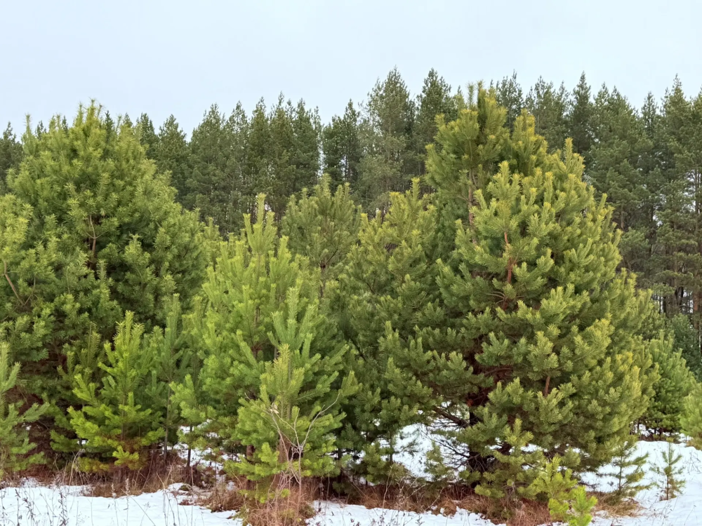 В Шатковском округе семьям участников СВО передали новогодние ели В Шатковском округе семьям участников СВО передали новогодние ели