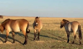 Популяция лошадей Пржевальского в Оренбургском заповеднике выросла до 120