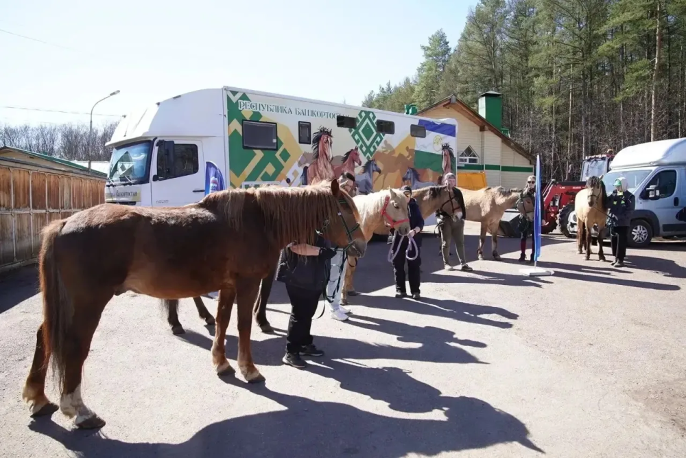 10 лошадей отправили из Уфы в ДНР