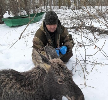 Сотрудники нижегородского минлесхоза спасли провалившихся под лед лосей 