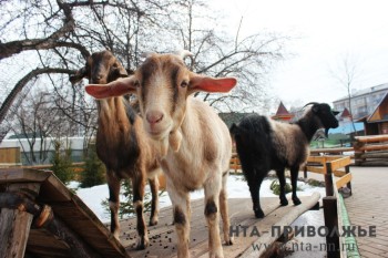 Бешенство у козы выявили в Мордовии