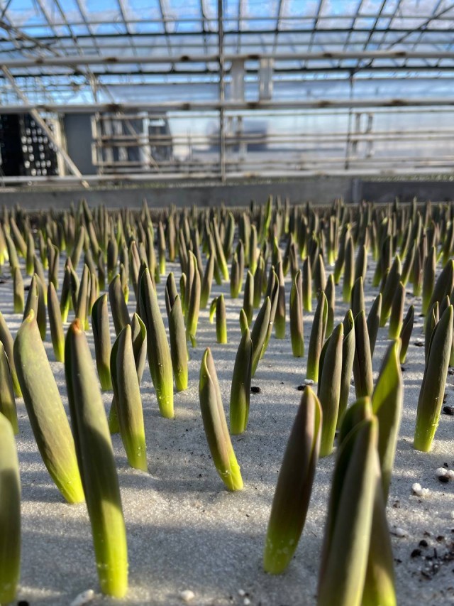 Почти 50 тыс. тюльпанов высадили в Ульяновской области к 8 Марта