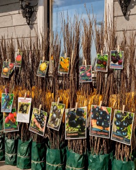 Ярмарка саженцев у «Сормовских Зорь» — готовим сад к сезону