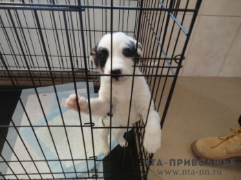 Около 800 безнадзорных животных в Нижегородской области обретут новых владельцев в 2021 году