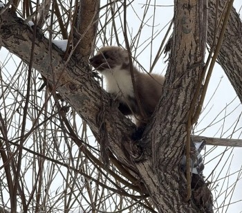 Куницу с капканом спасли в Башкирии