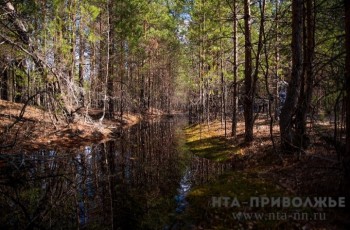 Впервые видеонаблюдением охватят 100% лесов Нижегородской области