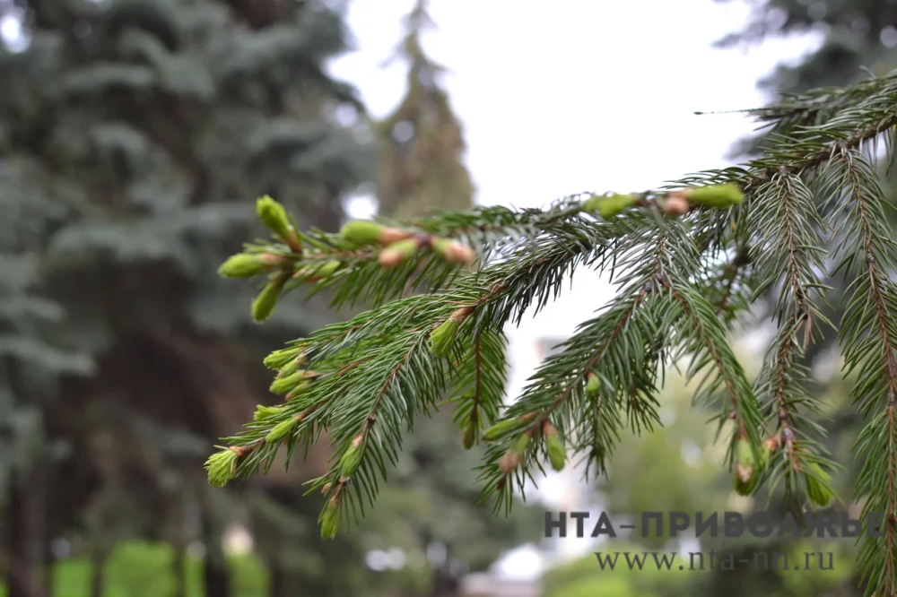 Более 8 тыс. саженцев сосны посадили жители Чувашии 