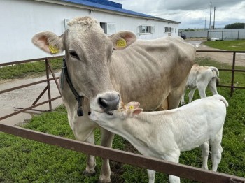 15 племенных хозяйств участвуют в проекте по геномной селекции