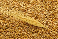 В Нижегородской области выполнен план по намолоту зерна