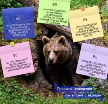 Фотоловушки применяют для поиска медведя в нижегородском Сарове