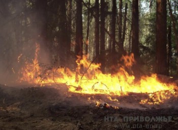 Число лесных пожаров почти вдвое сократилось в Марий Эл