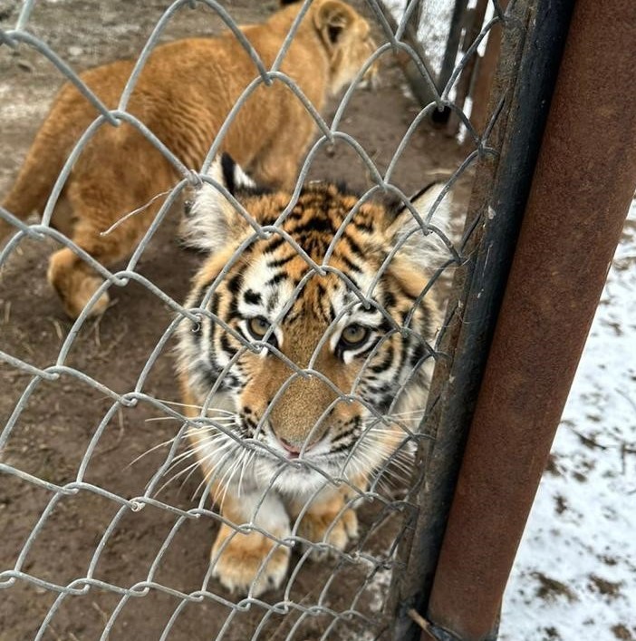 Изъятых из природы Хабаровского края тигрят отправят в Казань