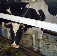 В Нижегородской области за 4 месяца поголовье коров снизилось на 5,5 тыс. голов - Седов
