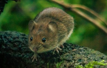 75% случаев заболеваний мышиной лихорадкой приходится на регионы ПФО