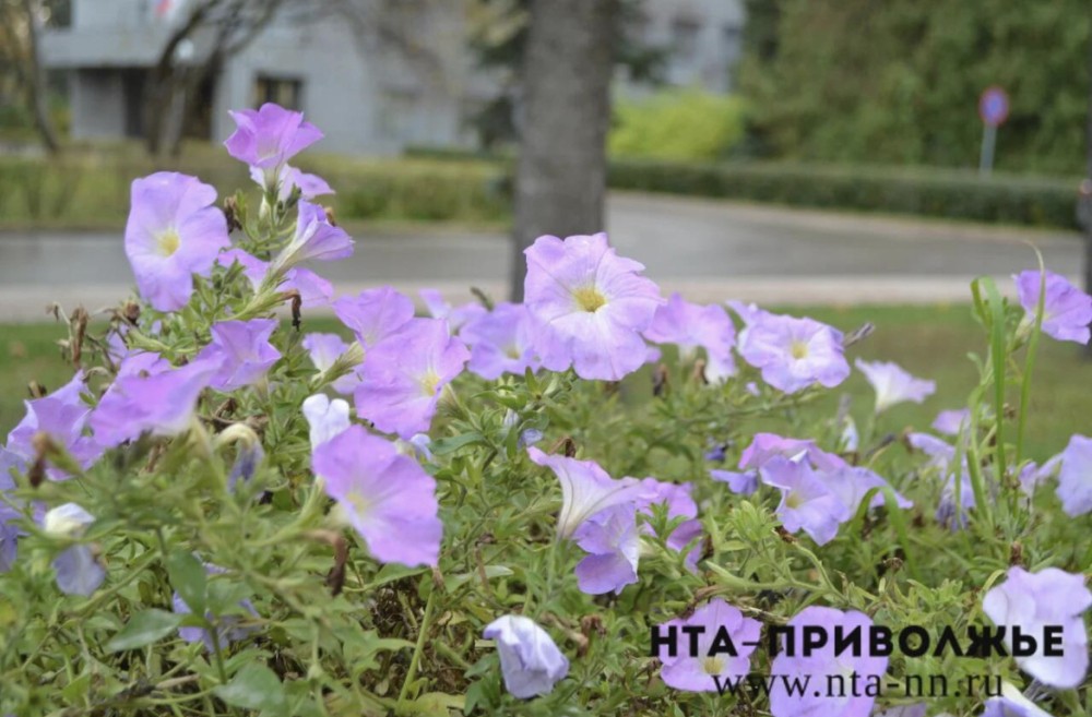 Народные приметы: 9 июня