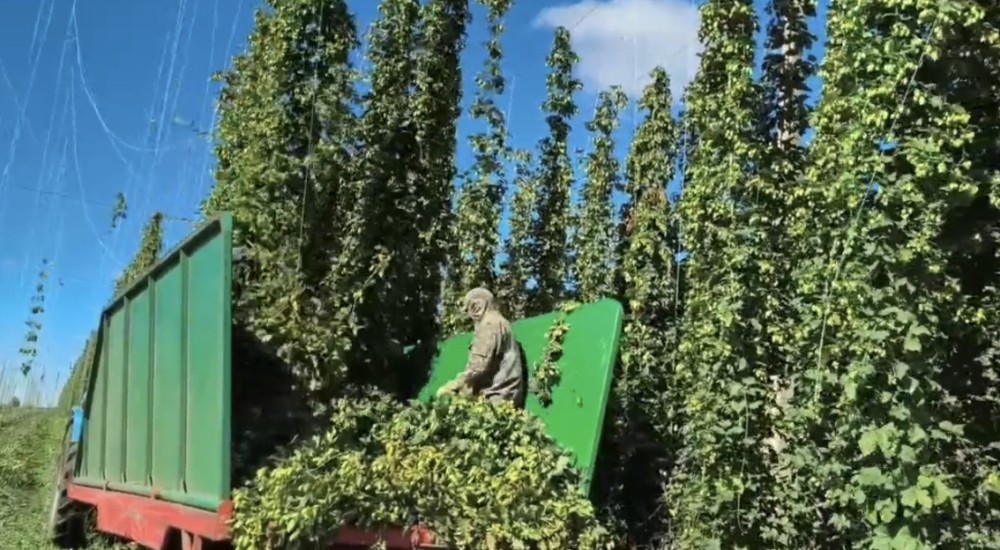 35 тонн хмеля собрали с 30 гектаров земли в Чувашии