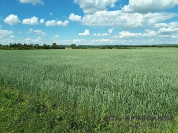 Сев озимых культур под урожай 2023 года в Нижегородской области завершен