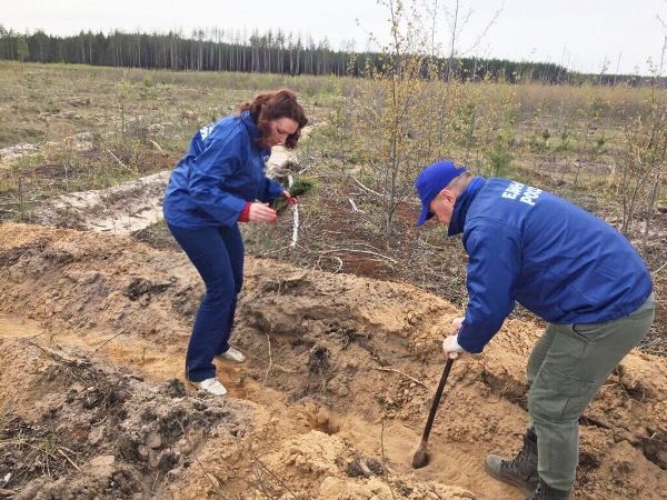 Более 1,5 тыс. саженцев сосен было посажено в Вачском районе Нижегородской области в рамках акции "Лес Победы" Более 1,5 тыс. саженцев сосен было посажено в Вачском районе Нижегородской области в рамках акции "Лес Победы"
