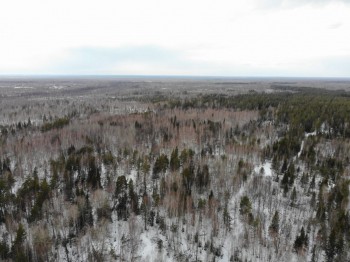 Незаконную рубку в Нижегородской области выявили с помощью квадрокоптера