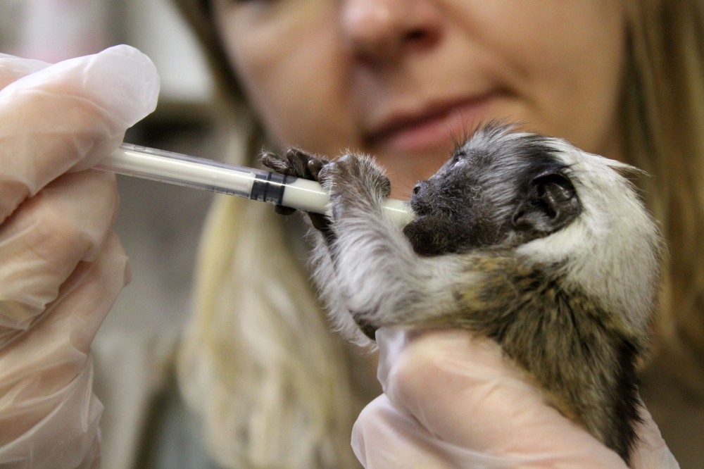 Крохотного детеныша тамарина спасли в нижегородском зоопарке