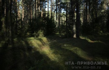 Посещение Керженского заповедника ограничили из-за пожароопасности Посещение Керженского заповедника ограничили из-за пожароопасности