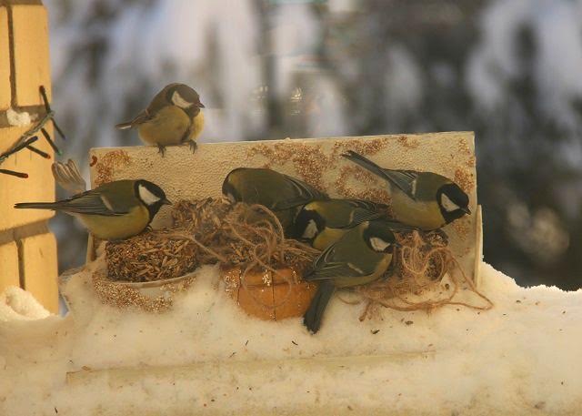 Экологическая акция "Покормите птиц" началась в Нижегородской области