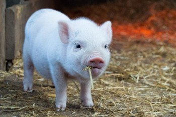 Отчуждение свиней начнётся 15 июля в Ардатовском районе Нижегородской области