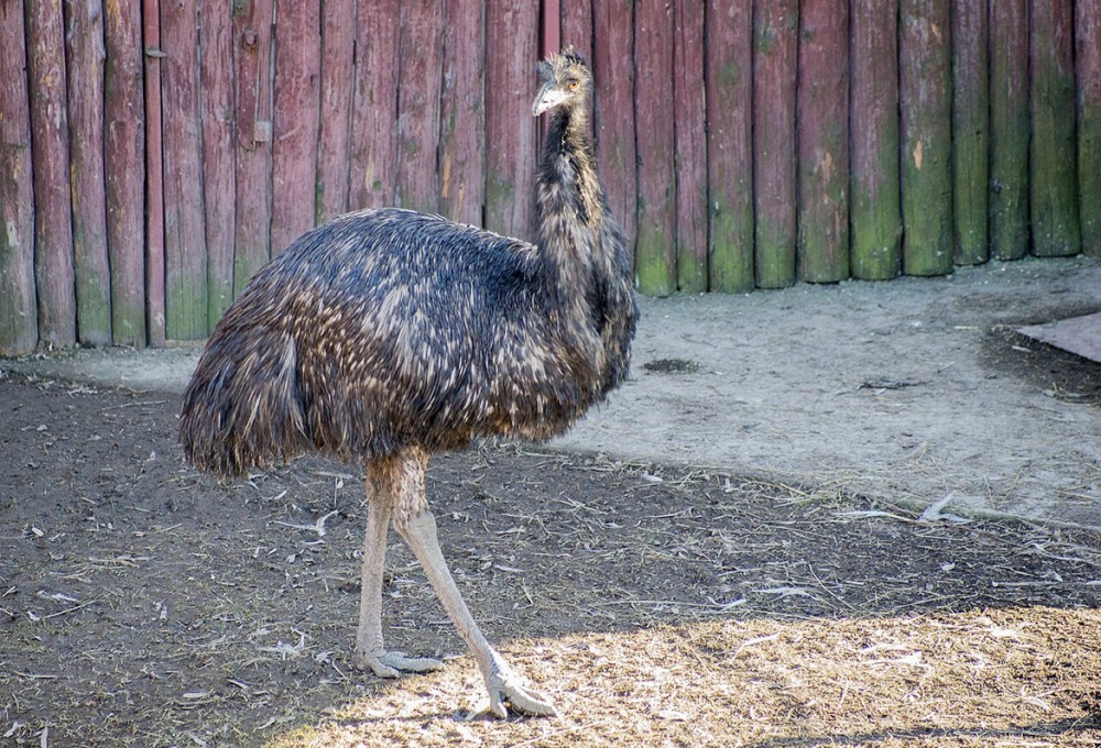 Фото: https://ru.m.wikipedia.org/wiki/Эму.