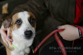 Акция по пристрою в добрые руки собак и щенков пройдёт в Чебоксарах