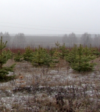 В Нижегородской области 21-23 мая ожидаются заморозки
