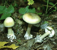 В Нижегородской области за 2009 год грибами отравилось 46 человек - Роспотребнадзор