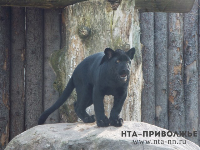 Нижегородское "Лимпопо" подбирает пару для ягуара, жирафа и пингвиних