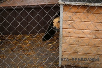 Приют для собак в Шумерле построят в два этапа