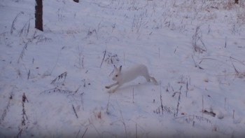 Погоня волка за зайцем снята на фотоловушку в Керженском заповеднике (ВИДЕО)