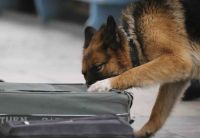 Таможни ПФО в 2013 году изъяли более 13,5 кг наркотиков с использованием служебных собак