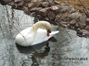 Нижегородский Минлесхоз не подтвердил браконьерство на лебедя в Кстове Нижегородский Минлесхоз не подтвердил браконьерство на лебедя в Кстове