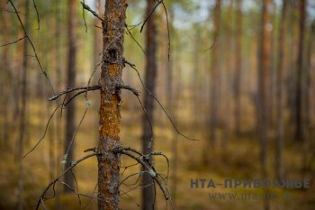 Около 100 &quot;черных лесорубов&quot; выявили в Нижегородской области в 2019 году