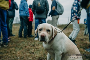 Пытаясь объехать собаку водитель пикапа врезался в дерево в Дальнеконстантиновском районе Нижегородской области