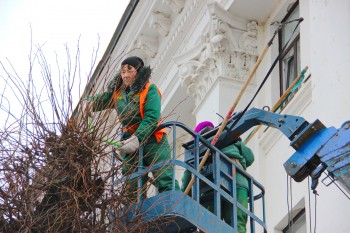 Формовочную обрезку 10 тысяч деревьев предстоит выполнить в Чебоксарах к весне