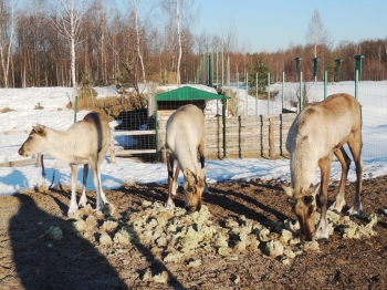 Северные олени в Керженском заповеднике в Нижегородской области заканчивают сбрасывать рога