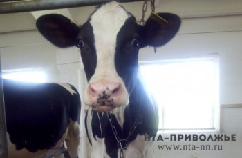 Дальнеконстантиновский район стал лидером в Нижегородской области по производству молока