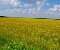 Народные приметы: 20 и 21 июня
