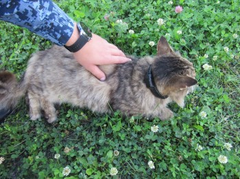 Кота-наркокурьера в Нижегородской ИК накормили и отпустили