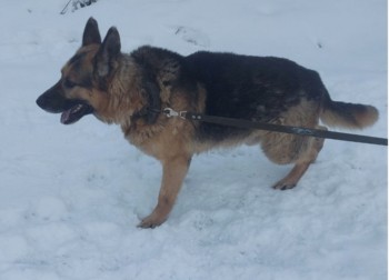 Нижегородские кинологи ГУФСИН передают служебных собак в добрые руки