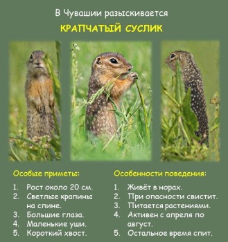 Суслика крапчатого разыскивают в Чувашии