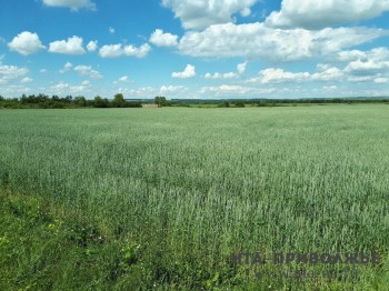 Яровой сев в Нижегородской области достиг 105% от плана