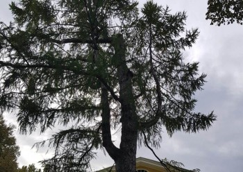 Лиственница у главного здания усадьбы Пушкиных в Большом Болдине получила статус &quot;Дерево – памятник живой природы&quot;