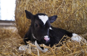 Новую породу КРС вывели на нижегородской ферме "Никитино"
