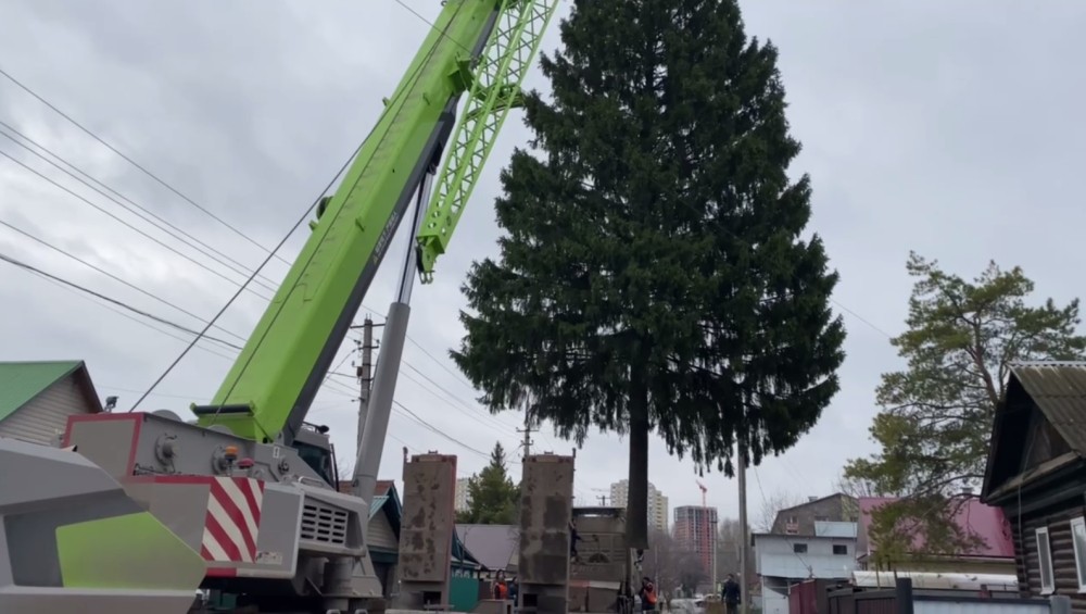 Первую новогоднюю ель срубили в Уфе